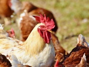 Chicken Comb Turning Black In Summer, (4 Reasons Why, What To Do + FAQ’s)
