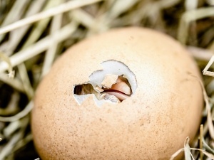 Chick Egg Pipped 24 Hours Ago (When + How To Help The Bird)