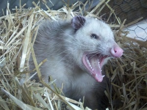 Where Do Possums Nest? (10 Places To Find Them + FAQ’S)