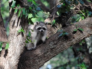 Why Do Raccoons Climb Trees At Night? (5 Reasons Why)