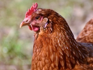 White Spots On Chickens Head, (Why+ What To Do + FAQ’s)