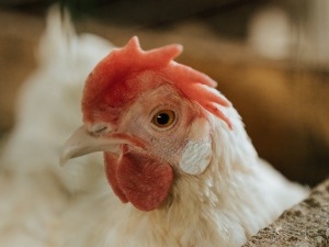 Chicken Has An Abscess On Its Face, (Why + What To Do + FAQ’s)