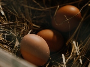 How To Tell If A Chick Has Died In The Egg, (9 Ways To Tell + FAQ’s)