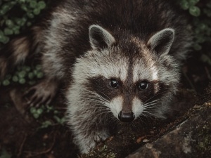 Do Male Raccoons Eat Their Babies? (How Mothers Safekeep Babies + FAQ’s)
