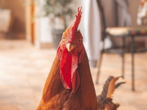 Chicken Comb Pale and Drooping, (6 Reasons Why, What To Do + FAQ’s)