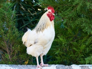 Chicken Swollen Leg Joint, (3 Reasons Why +What To Do + FAQ’s)