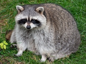 Can You Smoke Out A Raccoon In Attic? (2 Common Methods + FAQ’S)