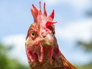 Bump On My Chickens Head, (4 Reasons Why + What To Do + FAQ’s)