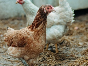 Chicken Has Dry Flaky Skin, (3 Reasons Why + What To Do + FAQ’S) 