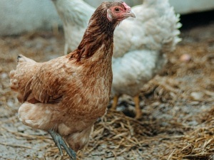 Chicken Feathers Ripped Out, (3 Reasons Why +What To Do)