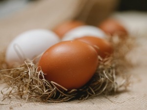 Chick Pipped But Didn’t Break Membrane, (Why +What To Do + FAQ’s)