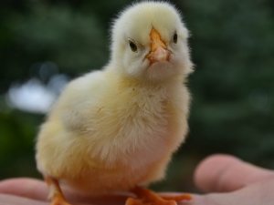Baby Chick With Swollen Bottom (Why + What To Do + FAQ’s)