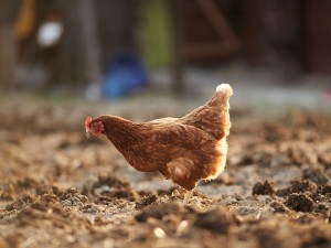 Red Inflamed Skin On Chickens (5 Reasons Why + What To Do + FAQ’S) 