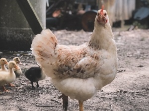 Chicken Dandruff, (What It Really Is + FAQ’s)