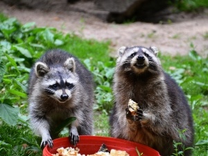 What Do Raccoons Eat In The City? (10 Foods They Eat)