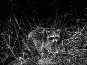What To Do If You See A Raccoon At Night? (7 Things To Do + FAQ’s)