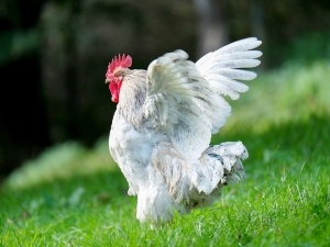 Red Spots On Chicken Legs, (3 Reasons Why + What To Do) 