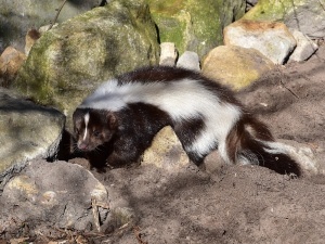 Can Skunks Climb Walls? (Brick Walls Vs Cinder Block Walls)