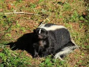 Using Apple Cider Vinegar To Get Rid Of Skunk Smell In The House (How To + 5 FAQ’s)