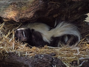 Essential Oils To Get Rid Of Skunk Smell In The House, (Do They Work? + FAQ’s)
