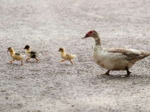 What Do Birds Do When Their Babies Die? (3 Things Parent Birds Do)