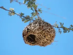 How To Tell If A Mother Bird Has Abandoned Her Nest, (5 Ways To Tell)