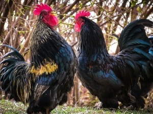 Yellow Stuff Coming Out Of Chicken (3 Reasons Why + What To Do)