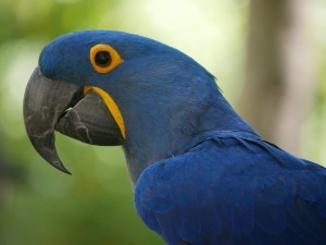 Do Bird Beaks Grow,? (Baby Birds, Adults, + Overgrowth Explained)