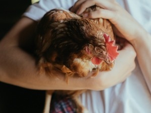Can A Bird’s Broken Wing Heal By Itself? (It Depends)