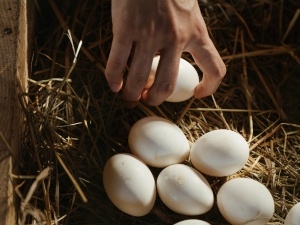 Forgot To Turn Eggs In The Incubator (What To Do + Consequences Of Forgetting)