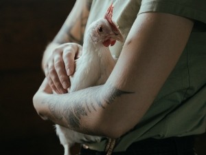 Can A Birds Broken Wing Heal On Its Own (It Depends)