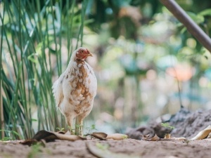 Sulfur Dust For Chickens (Benefits + How To Use + FAQ’s) 