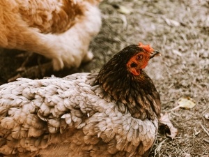 Egg Peritonitis Natural Treatment (Does One Exist?: The Scoop)