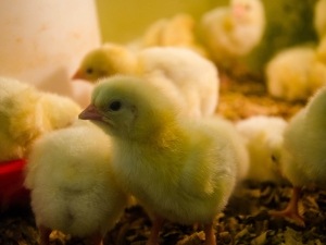 Baby Bird Opening And Closing Its Mouth? (5 Reasons Why + What To Do + FAQ’S)