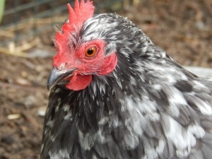 Why Is My Chicken Hiding During The Day? (3 Reasons Why + What To Do)