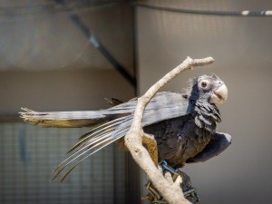 Bird Panting With Mouth Open (5 Reasons Why This Happens + FAQ’s)