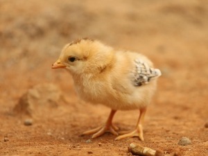 Baby Bird Breathing Fast? (2 Reasons Why + What To Do)