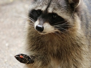 Toxic Food For Raccoons (5 Foods That Make Raccoons Sick + FAQ’S)