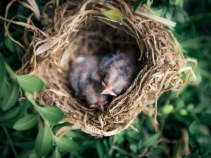 Do Mother Birds Sit On Their Babies After They Hatch? (Explained + 2 FAQ’S)
