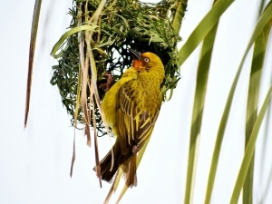 Do Birds Mourn The Loss Of Their Nest? (Answered)