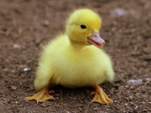 Baby Bird Died Overnight? (6 Reasons Why + Prevention Tips + FAQ’s)