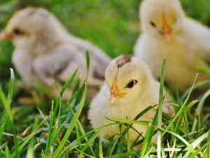 How To Protect Baby Birds From Crows (6 Effective Ways + FAQ’s)