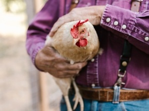 How To Tell If A Bird Has A Broken Wing (6 Ways To Tell + FAQ’S)