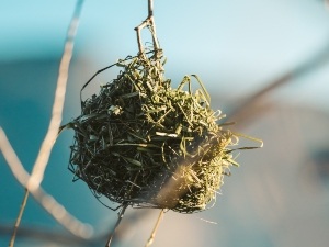 Do Birds Use Other Birds Nests, (+ Brood Parasites)