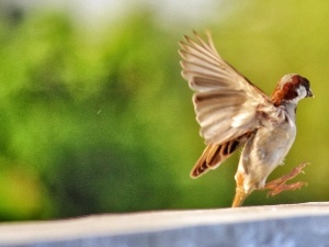 Bird Wheezing After Flying (4 Reasons Why This Happens)