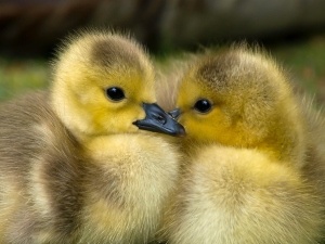 Baby Bird Clicking When Breathing (3 Reasons Why + What To Do + FAQ’S)