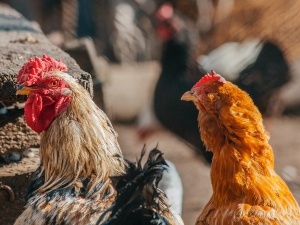 Limestone Grit For Chickens (Can It Be Used As Grit? Answered)