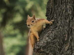 Can A Squirrel Survive With A Broken Leg? (When The Break Is Fatal + When It’s Not + FAQ’s) 