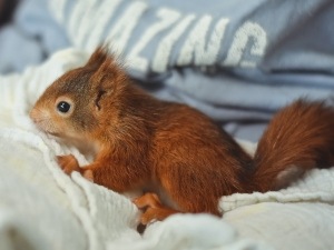 Baby Squirrel Pneumonia Symptoms (7 Common Symptoms + FAQ’s)