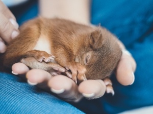 Baby Squirrel Breathing Through Its Mouth (Why This Happens, What To Do + FAQ’s)